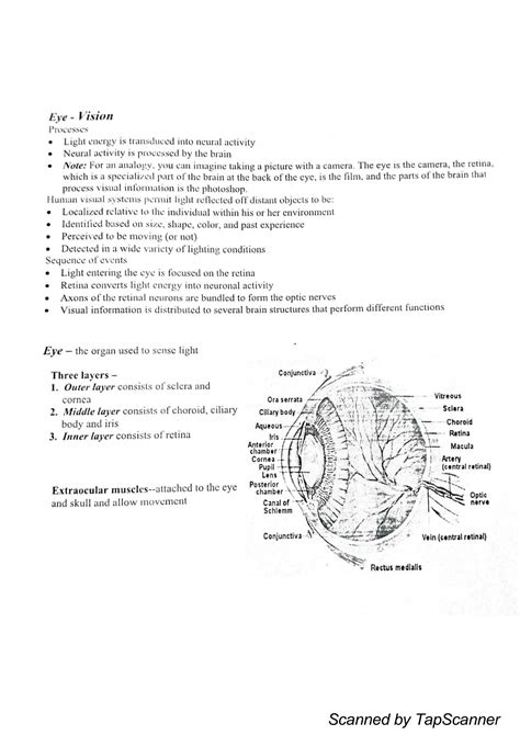 Solution Sensory Organs The Eyes Diagrams And Labels Included Studypool