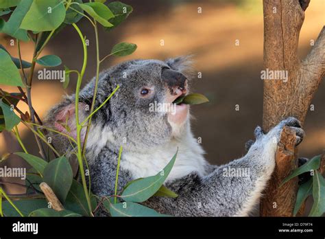 Phascolarctos Cinereus Koala Fotos Und Bildmaterial In Hoher Aufl Sung Alamy