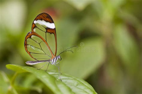 De Vlinder Van De Vleugel Glas Stock Afbeelding Image Of Tuin Domein