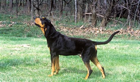 Black And Tan Coonhound Dog Breed Information