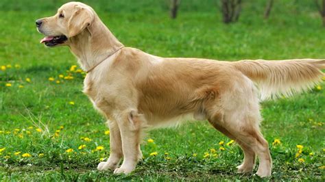 Everything To Know About A Golden Retriever Tail With Pictures And