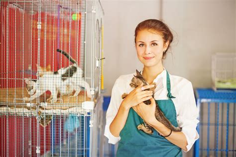What Do Animal Shelters Do For Dogs And Cats Smartguy