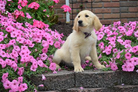 Akc Registered Golden Retriever Puppy Maggie Female Ac Puppies Llc