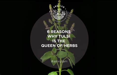 6 Reasons Why Tulsi Is The Queen Of Herbs Amrutam Patrika