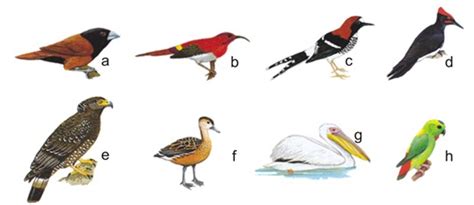 identifikasi jenis burung - edukasi