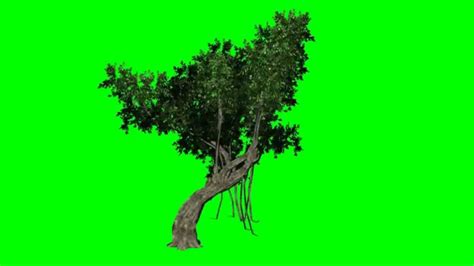 Free Tree Green Screen Videos Youtube