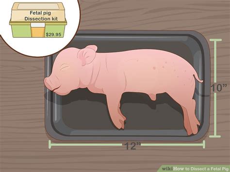 How To Dissect A Fetal Pig With Pictures Wikihow
