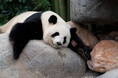 Giant Panda — Stock Photo © Choikh 10164273