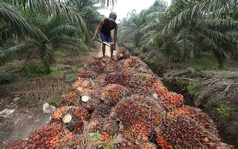 Proposal To Ban Malaysian Palm Oil Unjustified Planters Tell Eu