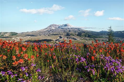 Wildflowers At Mount St Helens Photograph By Wes And Dotty Weber