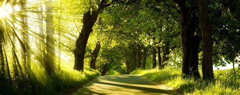Green Nature Wallpapers Top Free Green Nature Backgrounds
