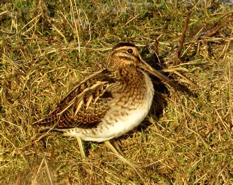 Mersea Wildlife Snipe By The Dyke