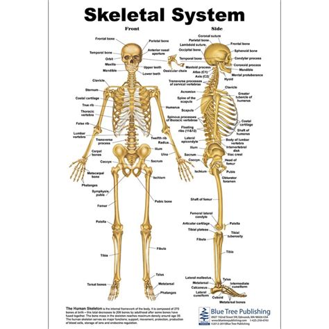 Human Bone Anatomy Chart Human Body Organs Systems Structure Diagram