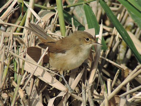 Reed Warbler By Denise Rendall Birdguides