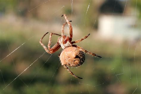 Orb Weaver Spider The Life Of Animals