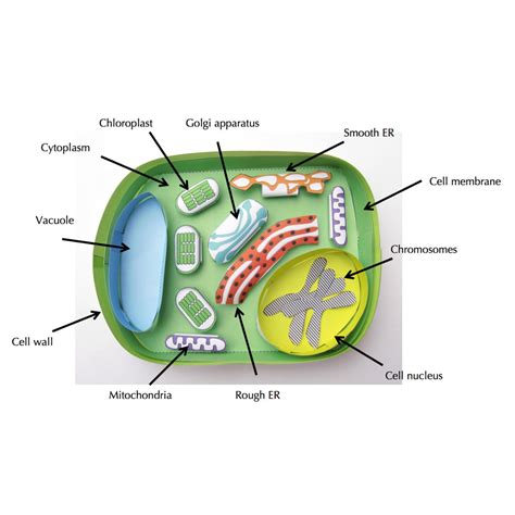Plant Cell Diagram With Labels Image Of A Plant Cell Diagram With