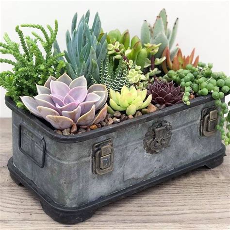 Succulent Trunk Succulents In Containers Cacti And Succulents