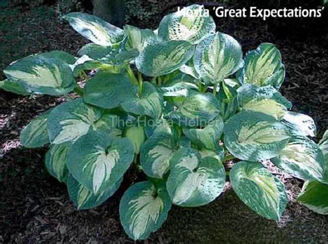 Larger hostas are at least as wide (if not a little wider) as their height at maturity. Hosta Plant Size Characteristics from Hosta Helper by ...