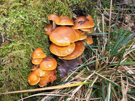 3 Edible Mushrooms That Defy Nature And Grow During Winter