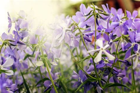Purple Flowers In Sun Rays Stock Image Image Of Landscape 184108705