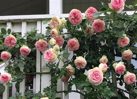 Keyword For How To Grow Climbing Roses On A Pergola