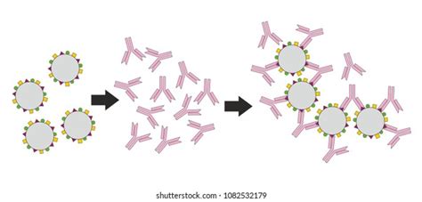 Interaction Between Antibody Antigen Results Agglutination 库存插图 793799779 Shutterstock