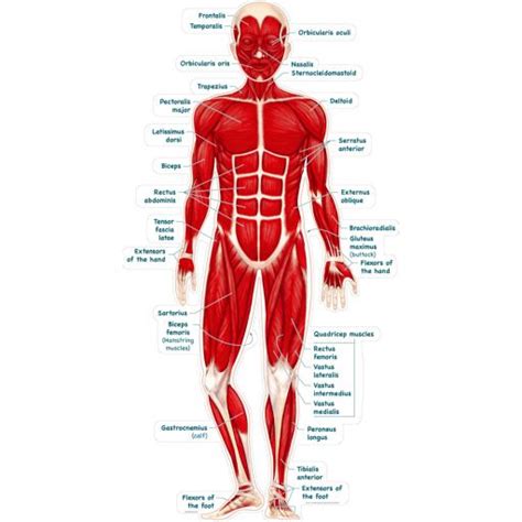 Posterior view of human body muscles diagram in this image, you will find splenius capitis, rhomboid minor, rhomboid major, levator scapulae, semispinalis capitis, trapezius, latissimus dorsi, deltoid, rotator cuff muscle, teres major, erector spinae group, iliocostalis, spinalis, teres minor, supraspinatus, infraspinatus, subscapularis, in it. Simplified Muscular System Labeled - Anatomical Images ...