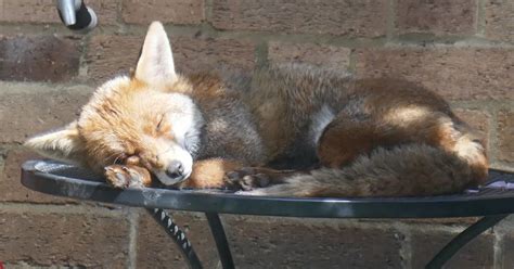 Where Do Foxes Sleep Learn About Nature