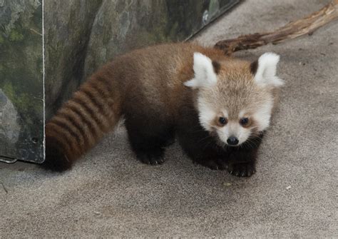 Red Panda Cubs At Smithsonians National Zoo Named For Sto Flickr