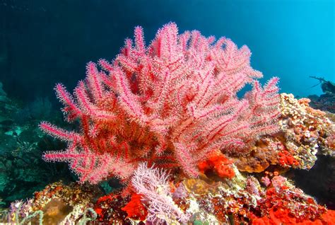 Pink Sea Fan Corals Are Resilient To Climate Change
