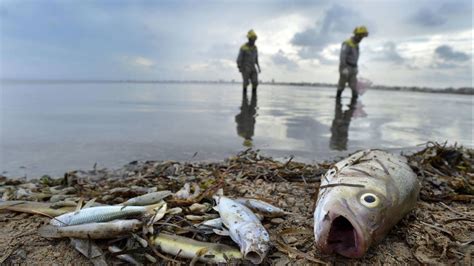 Por qué están muriendo miles de peces en el Mar Menor