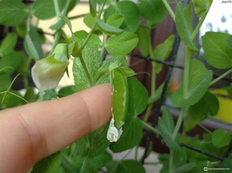 Горох зеленый диета Горох Стручковый - «Горох в декабре Горох Стручковый - «Горох в декабре Горох зеленый диета