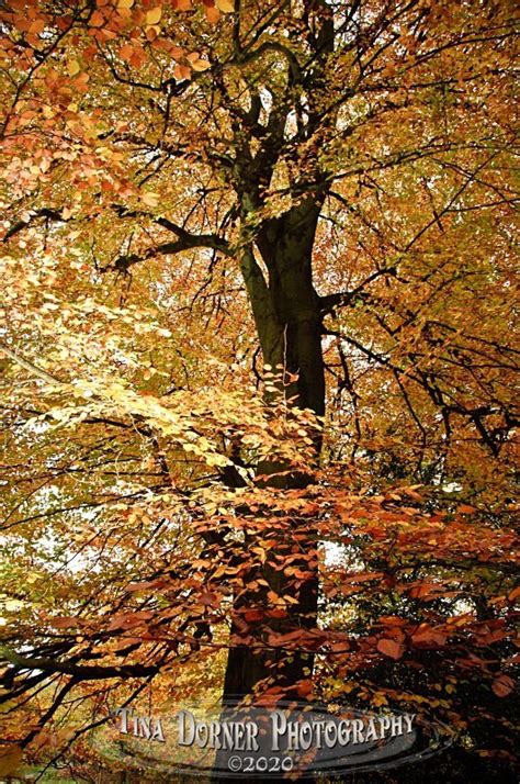 Golden Beech Tree From Autumn Forest Of Dean And Wye Valley Portfolio