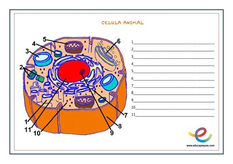 La Célula Guía Básica Para Aprender Y Repasar Sobre Las Células