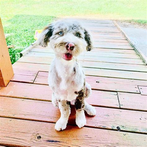 Best Types Of Aussiedoodle Haircuts With Pictures 2023 We Love Doodles
