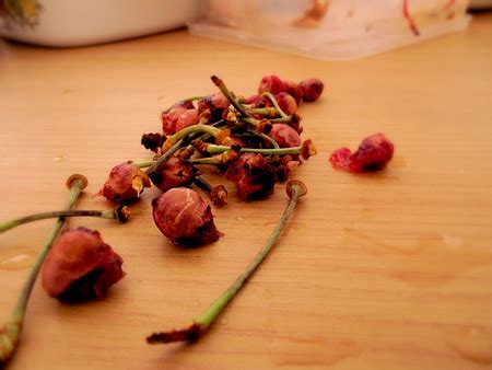 How to grow a fruit tree from seed. Growing Cherry Trees From Seed
