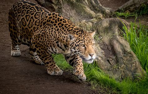Wallpaper Predator Jaguar Wild Cat Images For Desktop Section кошки