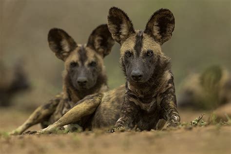 Unique Facts About The African Wild Dog