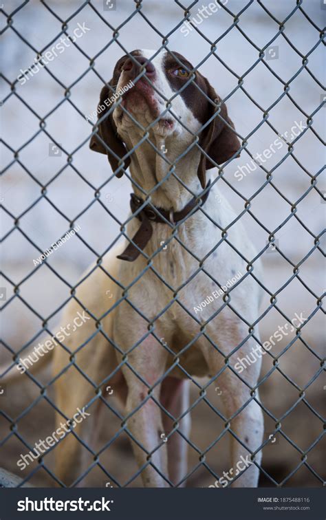 Sad Dog Behind Fence Stock Photo 1875488116 Shutterstock