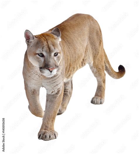 Cougar Puma Concolor Also Commonly Known As Mountain Lion Puma