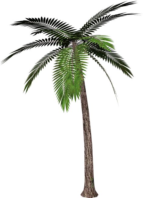 Download Hd Palm Tree Transparent Background Transparent Png Image