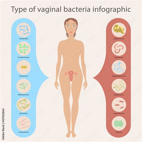 Gynecology Vector Illustration Woman S Vaginal Flora Or Microbiota In