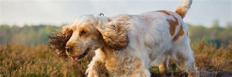 The product allows easy cleaning module with dishwasher friendly jugs. Cocker Spaniel Information - Dog Breeds at thepetowners