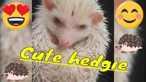 Funny And Cute Hedgehog Compilation Youtube