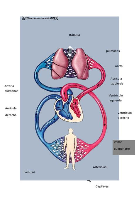 Sistema Cardiorespiratorio Pulmones Aorta Arteria Pulmonar Ventr Culo Izquierda Ventr Culo