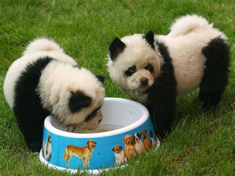 17 Best Images About Panda Dogs On Pinterest Chow Chow I Want
