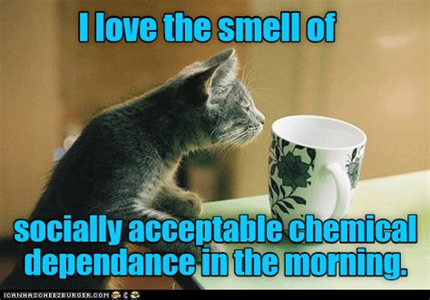 The Best Part Of Waking Up Lolcats Lol Cat Memes
