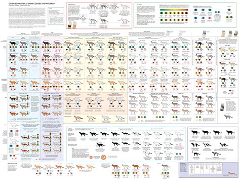 How To Identify Your Cat Based On Its Coat Colors Rcoolguides