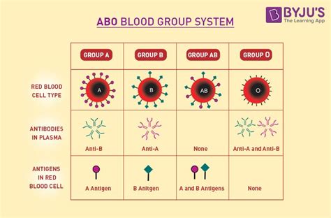Blood Groups Abo Blood Group And Rh Blood Group Systems Byjus