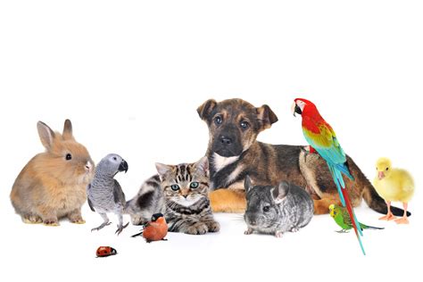 Group Of Animals On White Background Petshop